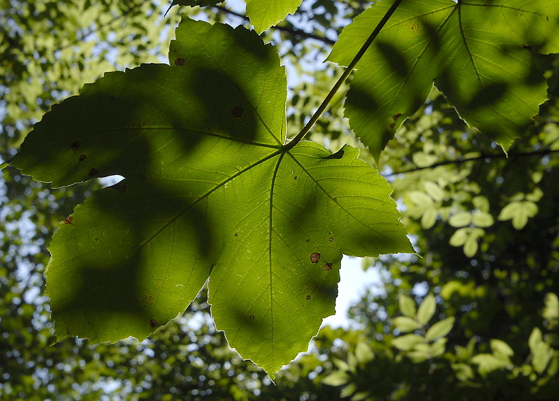 69 Blatt_DDC2697 Kopie.jpg